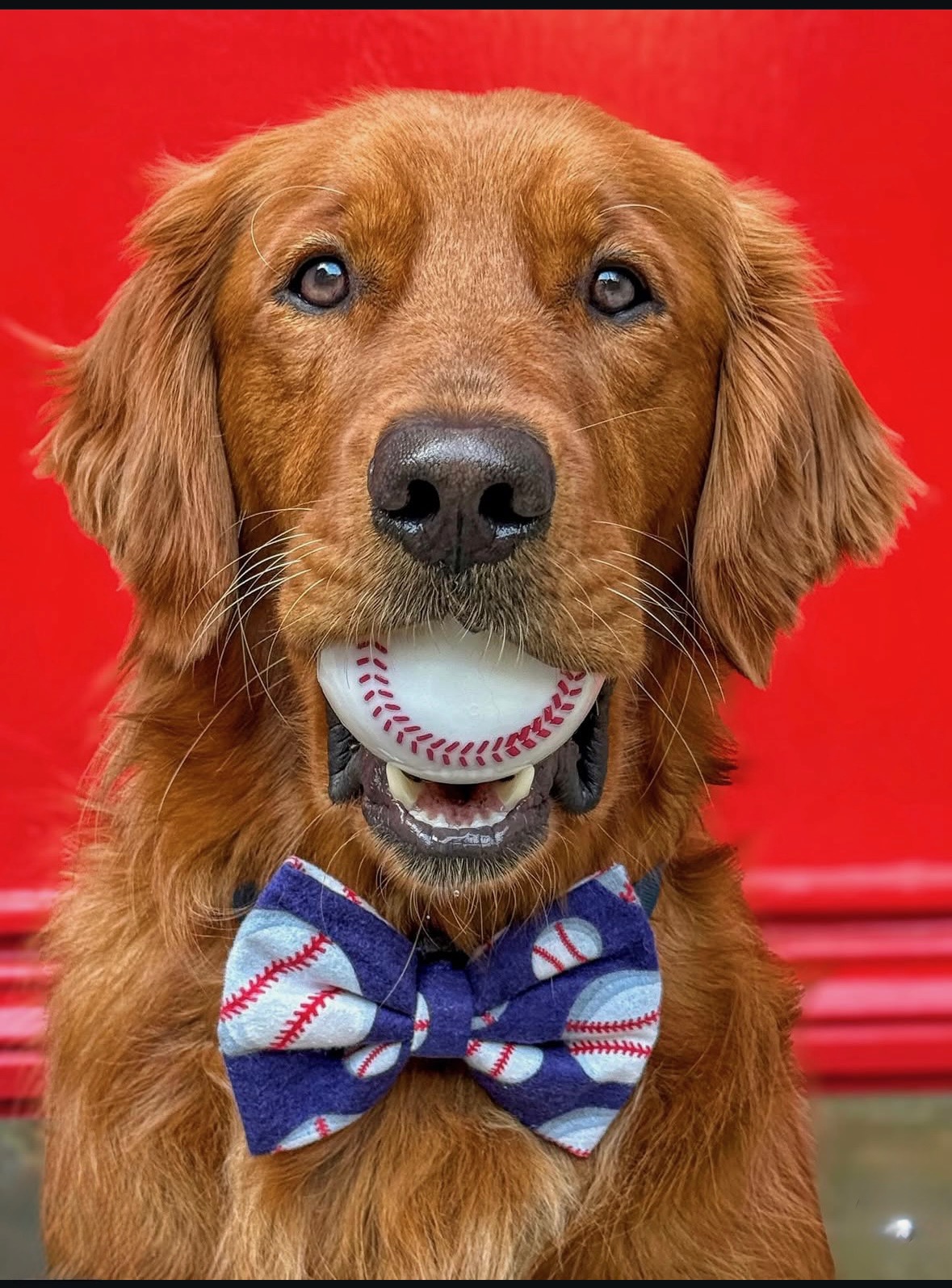 Baseball bow tie style
